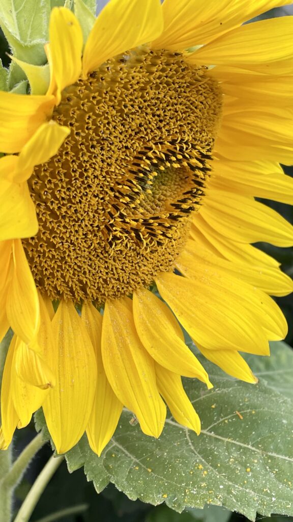 Sonnenblume Ansicht Blütenkelch